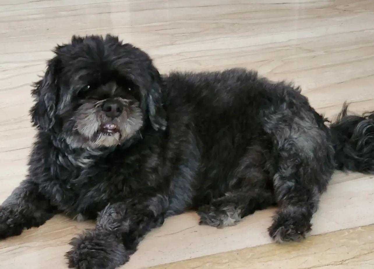 Coco lying calmly on polished floors